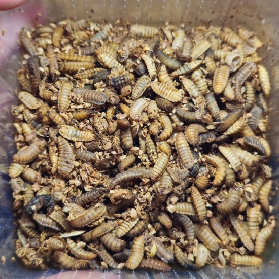 47020840311685537186063278960972121791794163n