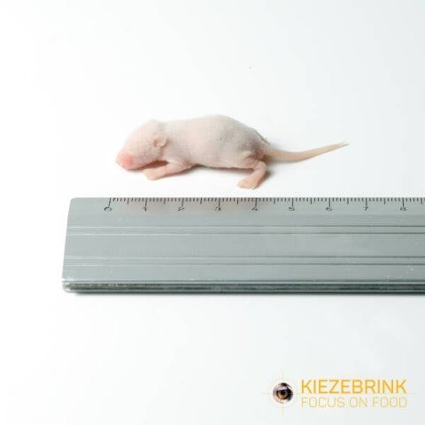 Baby muis xxl 3 4 gram