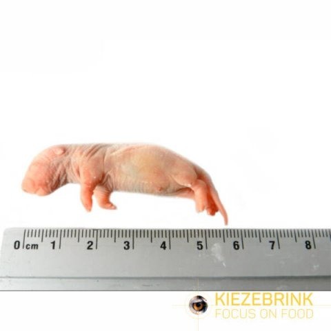 Baby rat 5 12 gram