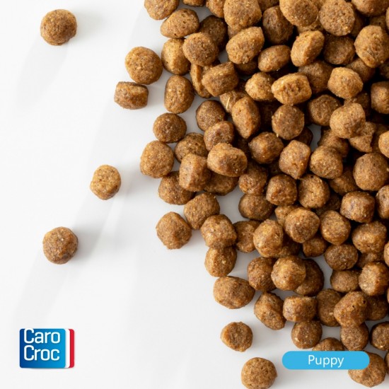 Carocroc puppy   brokken in beeld