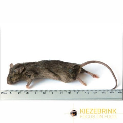 Grote muis 23 gram