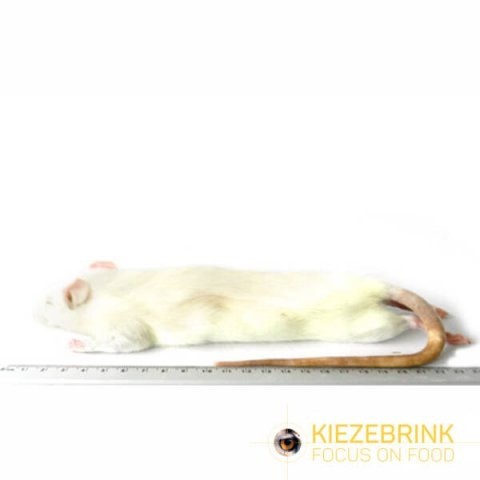 Grote rat 250 350 gram