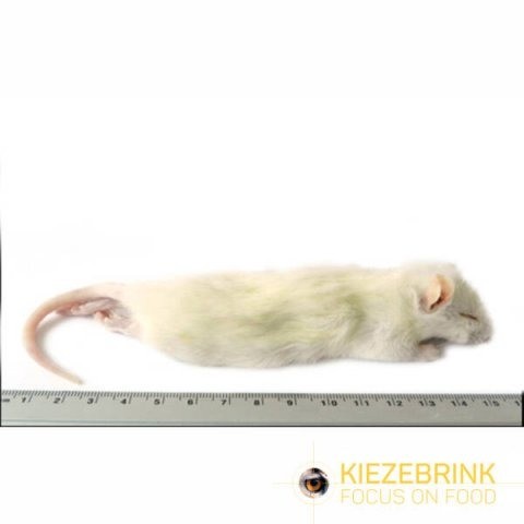 Grote weaner rat 60 90 gram