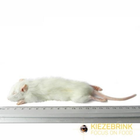Kleine weaner rat 25 60 gram