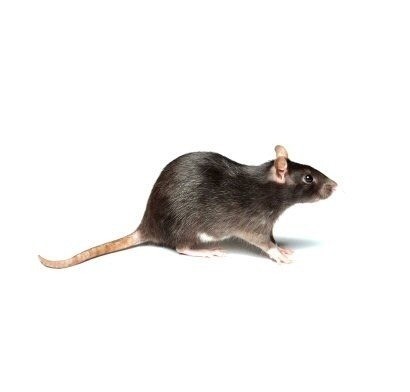 Rat 1