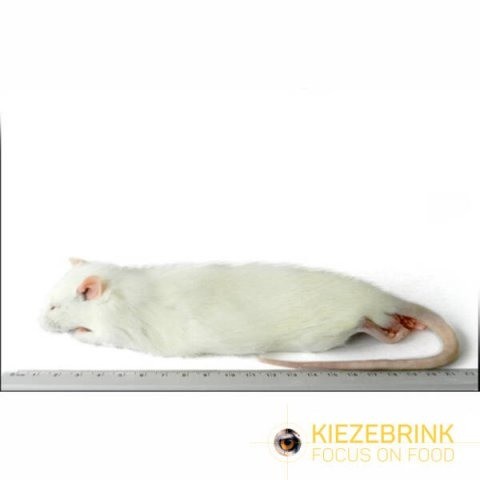 Regular rat 150 250 gram