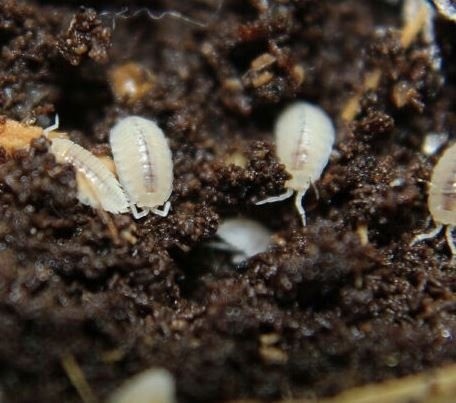 Tropische pissebedden