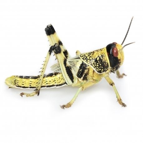 Woestijnsprinkhaan 0