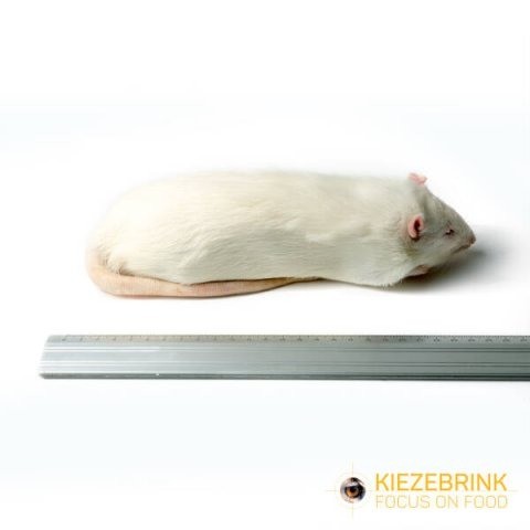 Xl jumbo rat 450 gram