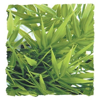 Zm madagascar bamboo